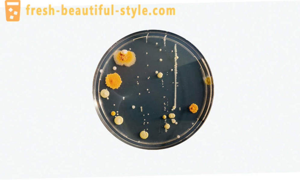 5 společné mylné představy o bakterie