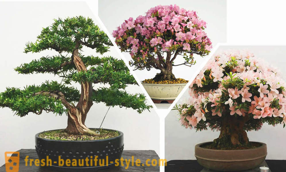 Zjednodušit, hle, bonsaje: pravidla východním stylu v interiéru