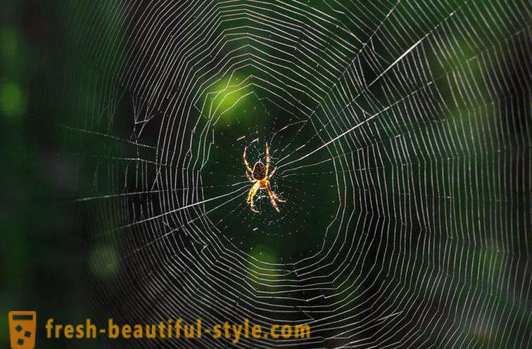 Proč ne zmatený pavouka v jejím webu?