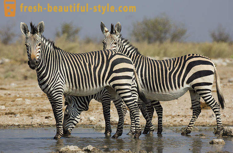 Jakou barvu má zebra a proč ona pásy