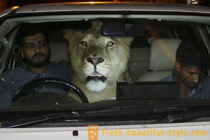 Dva bratři z Pákistánu přinesla lva s názvem Simba