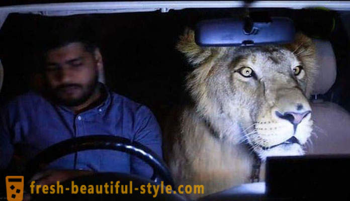 Dva bratři z Pákistánu přinesla lva s názvem Simba