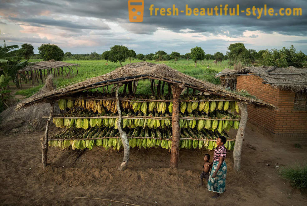 Malawijcem tabákové plantáže