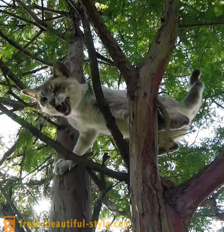 Američtí důchodci, lezení po stromech, zachrání kočky