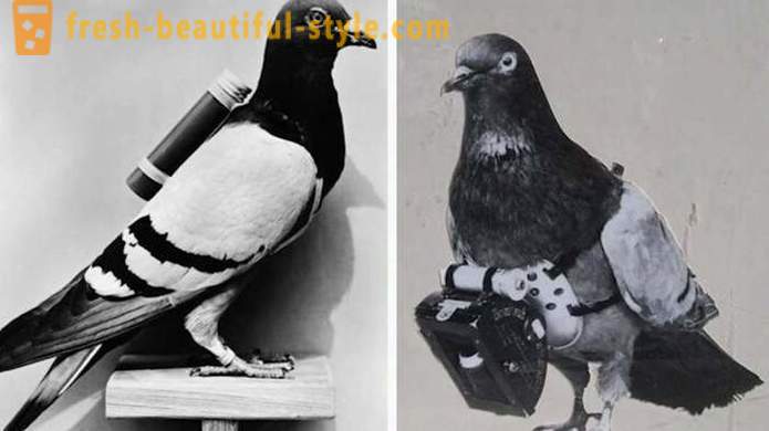 Zajímavosti z historie holub