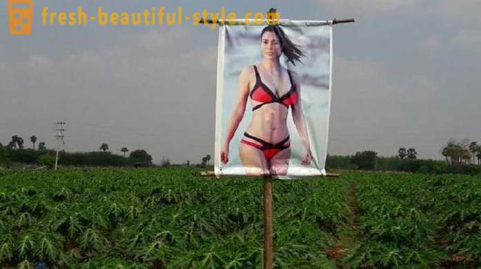 Plakát s pornohvězda pro ochranu plodin z zlým okem