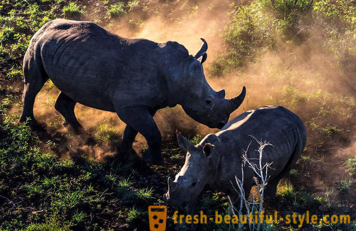 Fotorassledovanie: Hon na nosorožce roh