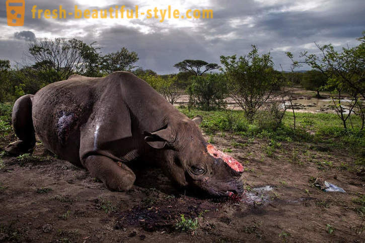 Fotorassledovanie: Hon na nosorožce roh