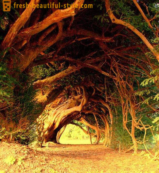 Nejzajímavější tunely stromů