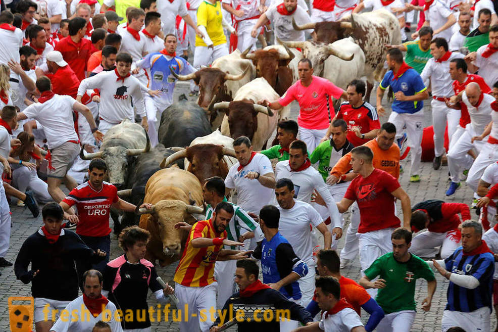 Jaká byla roční běh býků v Pamploně ve Španělsku