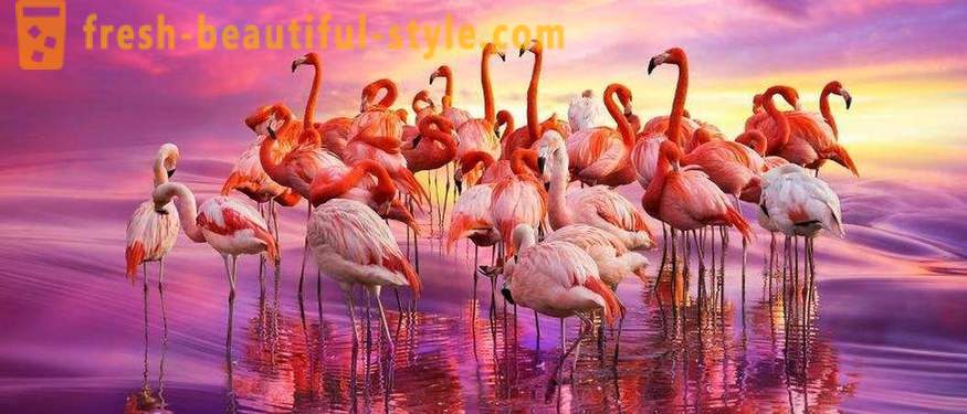 Flamingo - někteří z nejstarších druhů ptáků