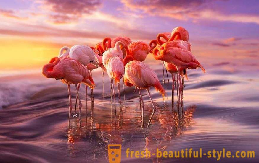 Flamingo - někteří z nejstarších druhů ptáků
