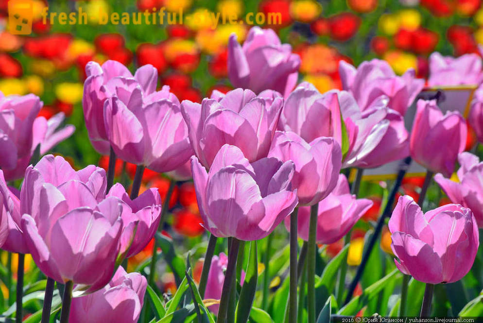 Kosmetické Krymské tulipány na zahradě Nikitsky
