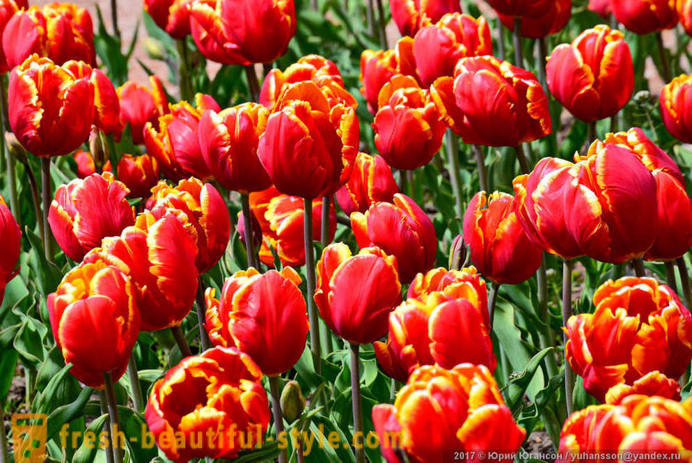 Kosmetické Krymské tulipány na zahradě Nikitsky