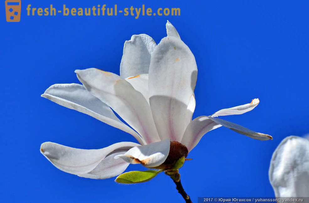 Krásné kvetoucí magnólie Krymská