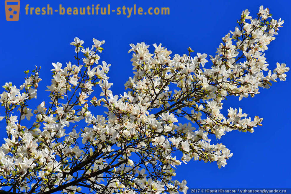 Krásné kvetoucí magnólie Krymská