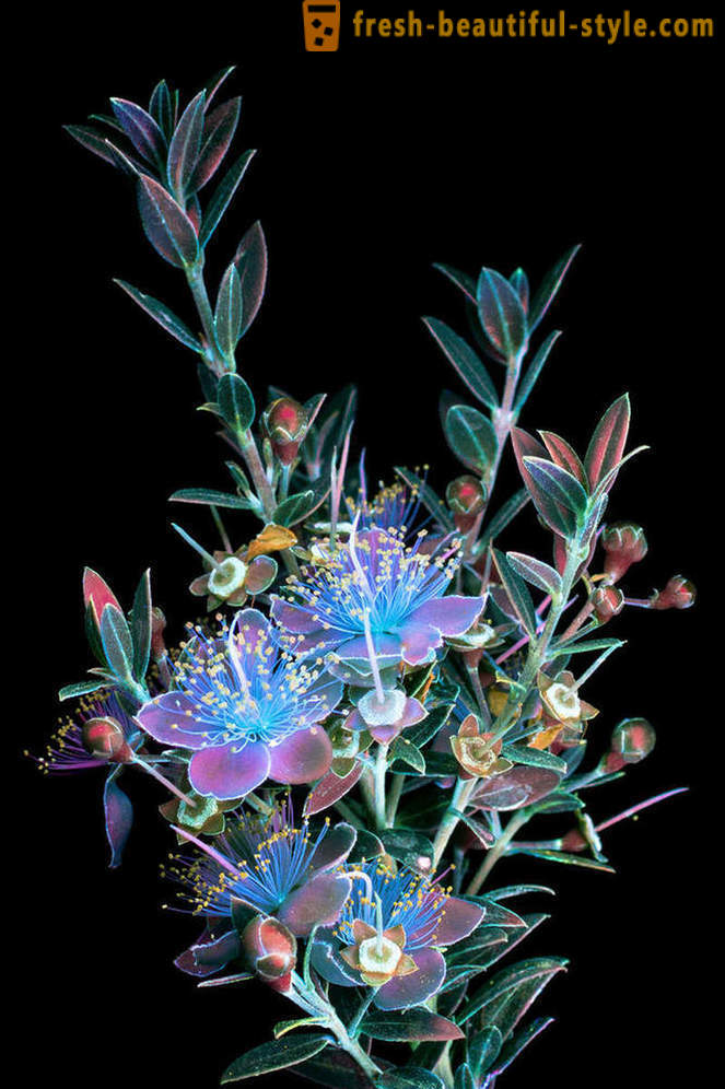 Oslňující fotografie květin, osvětlená ultrafialovým světlem