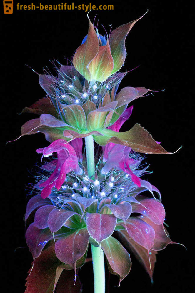 Oslňující fotografie květin, osvětlená ultrafialovým světlem