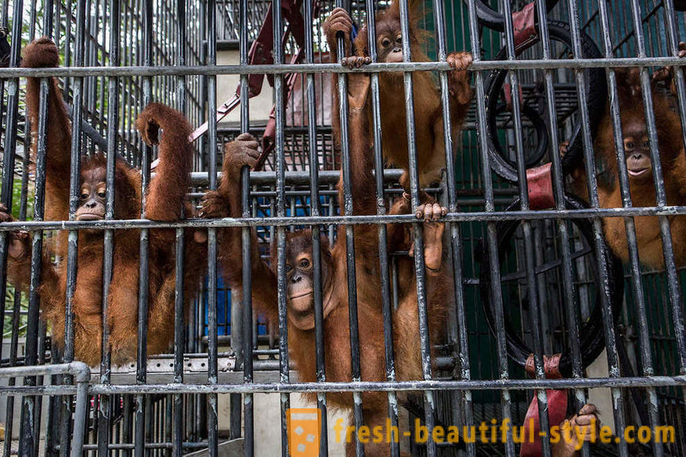 Orangutani v Indonésii