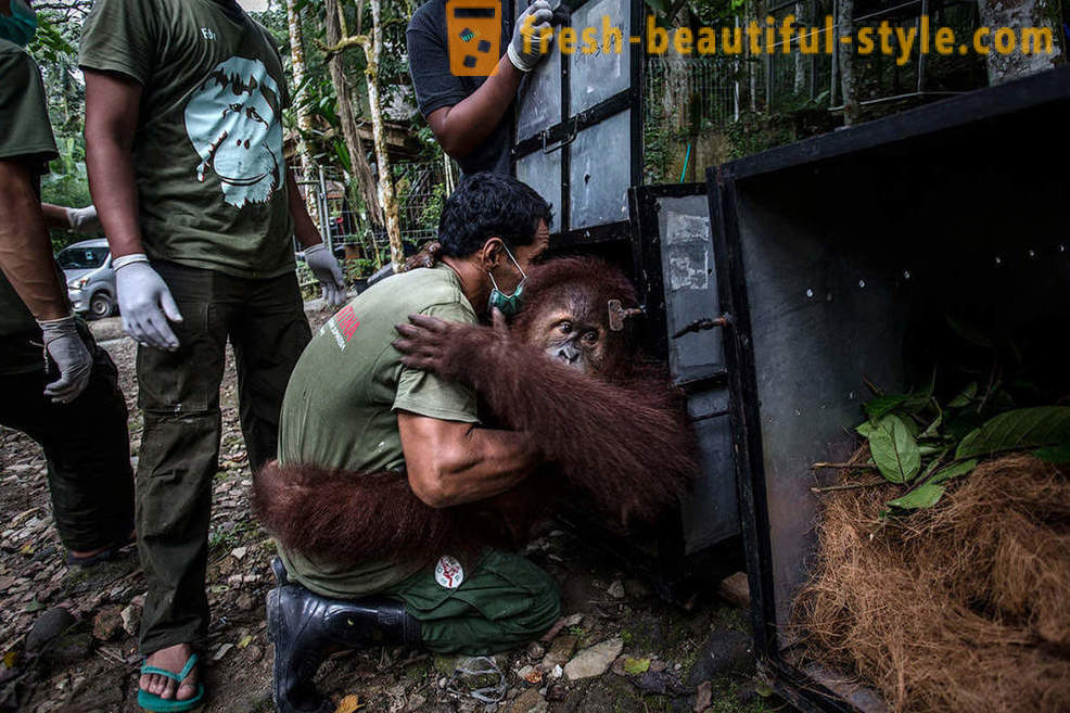 Orangutani v Indonésii