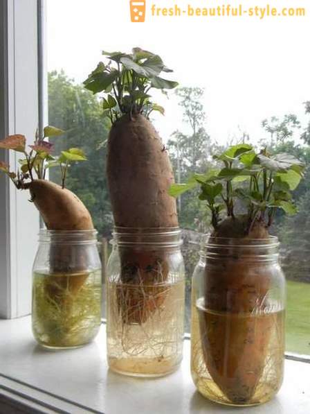 15 rostlinné plodiny, které lze pěstovat na okenním parapetu doma