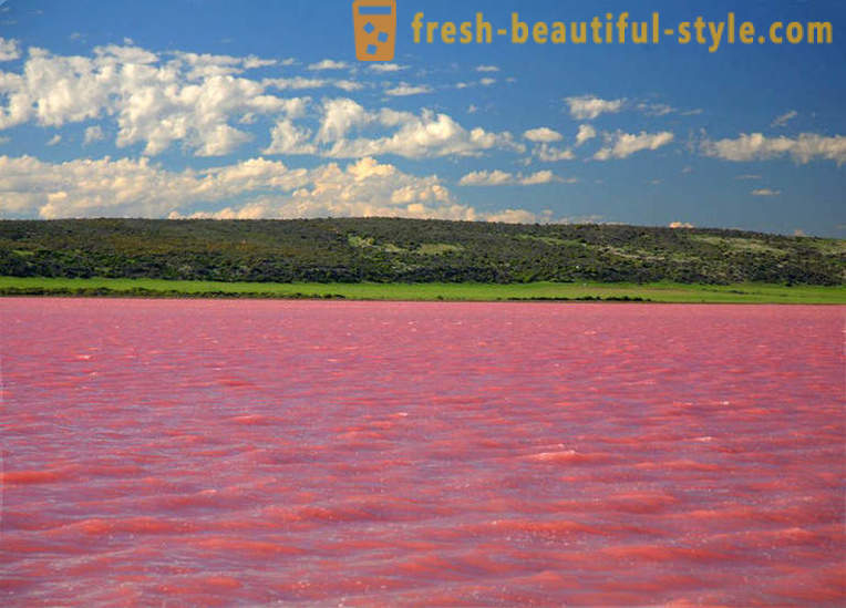 V Rusku, tam je jezero, které každoročně v srpnu se promění v „růžové želé“