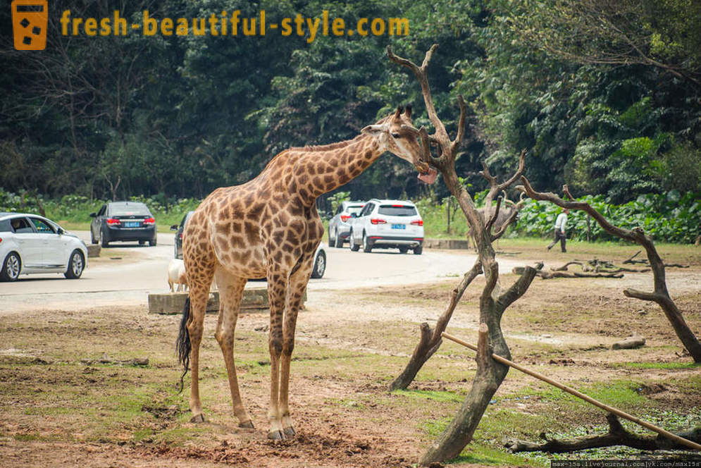 Čína, Guangzhou: Chimelong Safari Park (Part 1)