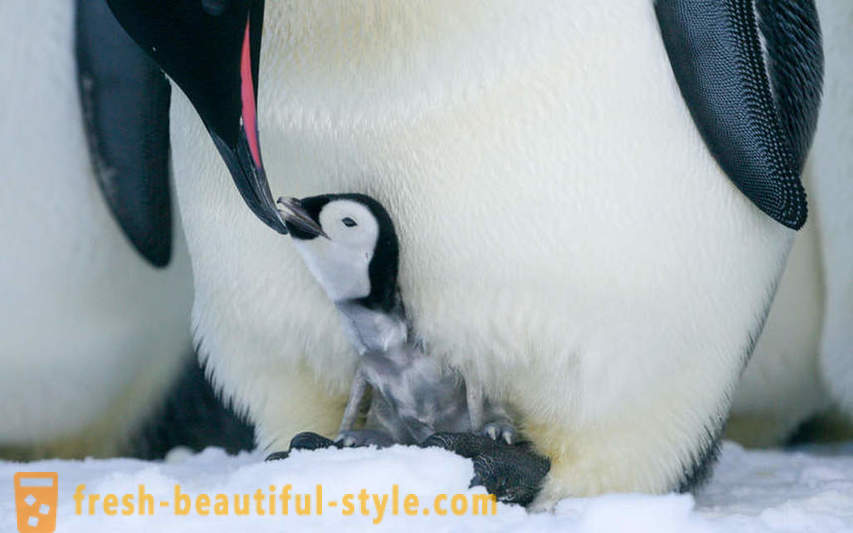 Jako mužští Císař tučňáci pečovat o své potomstvo