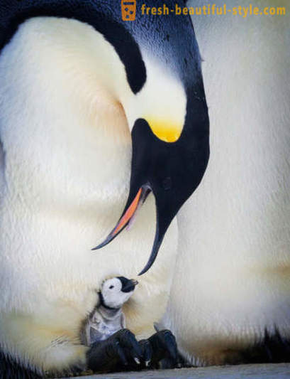 Jako mužští Císař tučňáci pečovat o své potomstvo