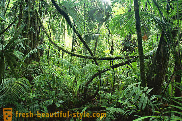 Amazon - přírodní div světa