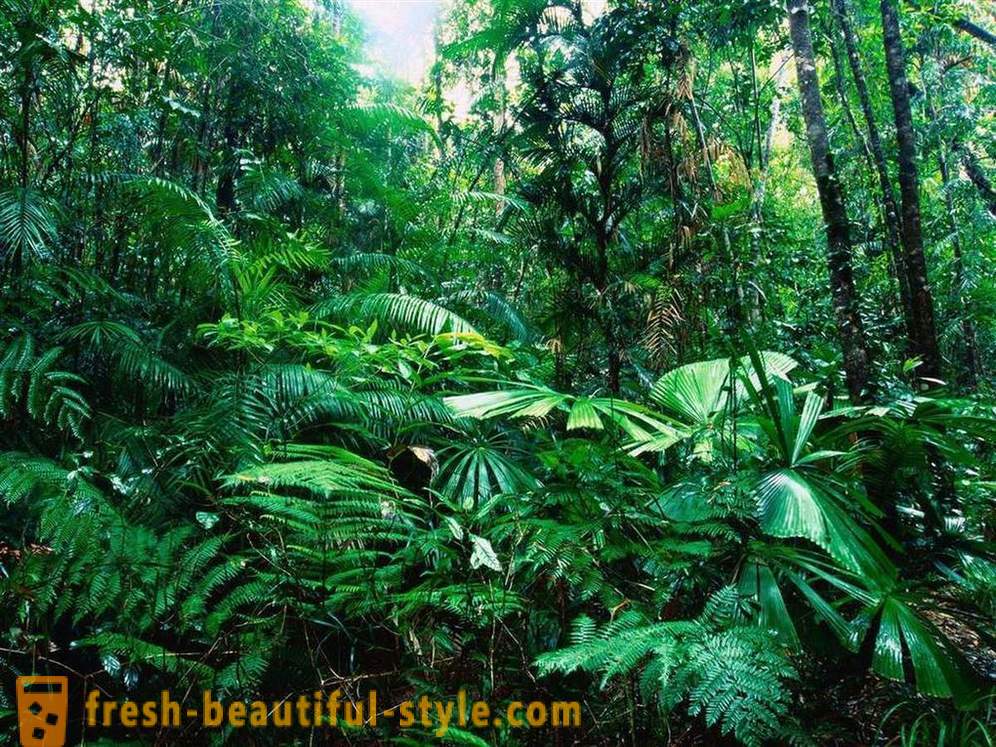 Amazon - přírodní div světa