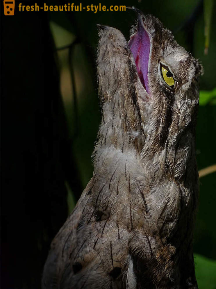 10 ptáci s nejneobvyklejších obranných mechanismů