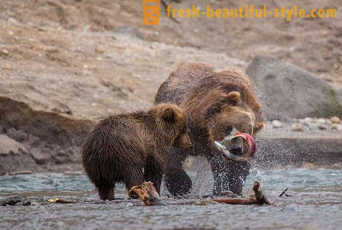 Primordial Kamčatka: Land medvědi
