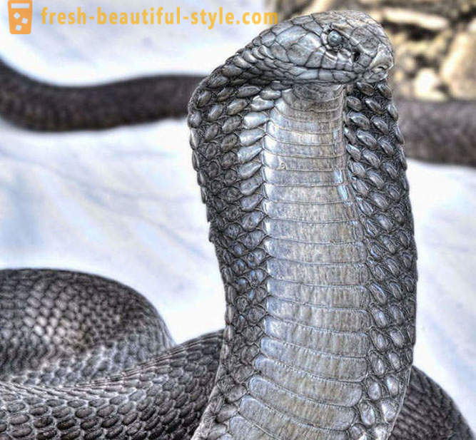Nejnebezpečnější hadů na světě