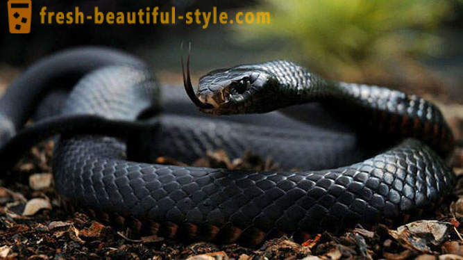 Nejnebezpečnější hadů na světě