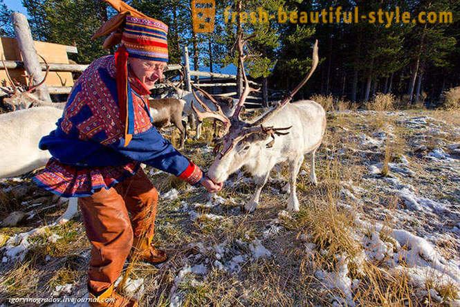 Při hledání Santa Claus na soby sibiřský husky