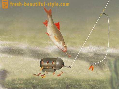 Roach - ryby z čeledi kaprovitých. Popis a fotografie. Jak chytit plotice?