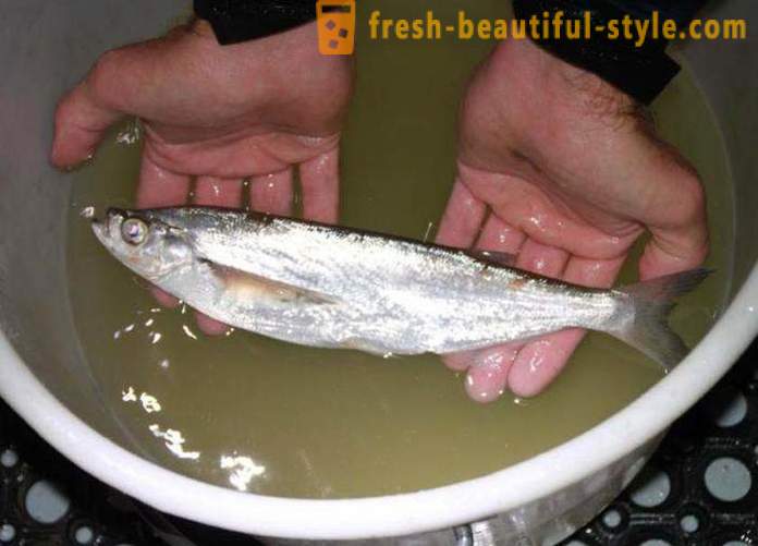 V případě, že obvyklá ryba sabrefish? Jak vařit rybí sabrefish?