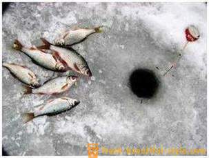 Roach rybolov v zimě. Kladkostroje k lovu plotice zimu