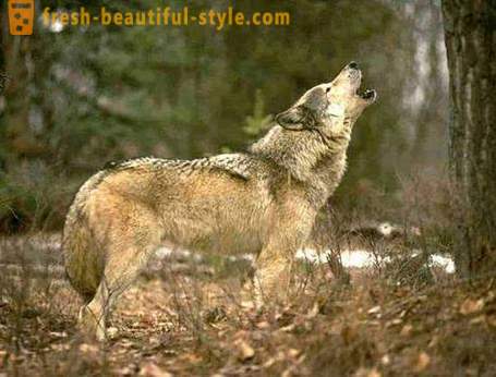Lov vlka. Způsoby lovu vlků