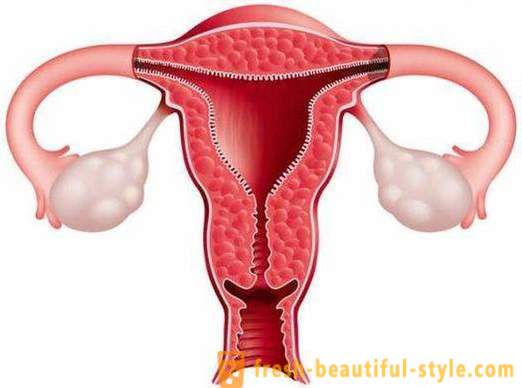 Jak zvýšit endometria